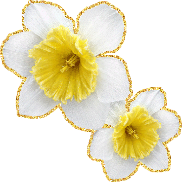 Открытки с белыми нарциссами скачать бесплатно. Открытки с белыми нарциссами ...