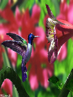 Открытки с колибри скачать бесплатно. Открытки с колибри онлайн.