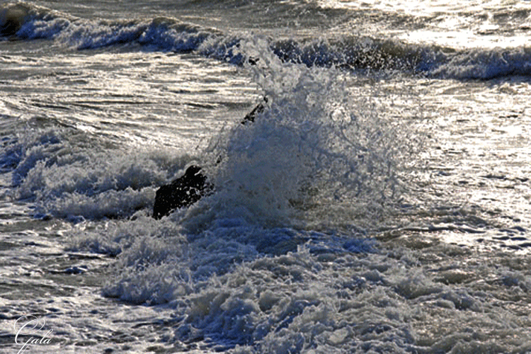 Открытки с волнами скачать бесплатно. Открытки с волнами gif.