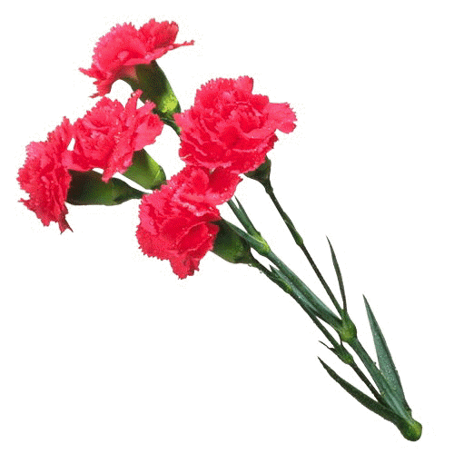 Открытки с гвоздиками скачать. Открытки с гвоздиками онлайн.