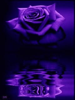 Открытки с фиолетовыми розами скачать бесплатно. Открытки с фиолетовыми розами онлайн.