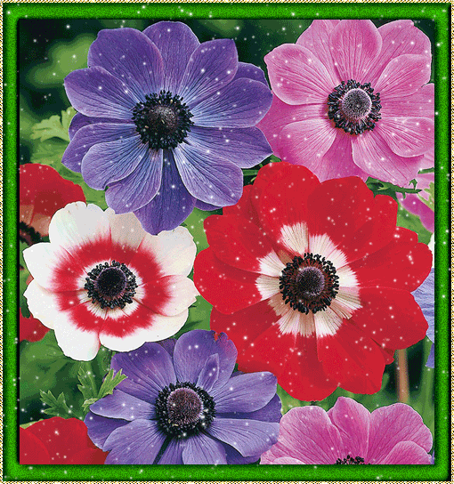 Открытки с анемонами скачать бесплатно. Открытки с анемонами онлайн.