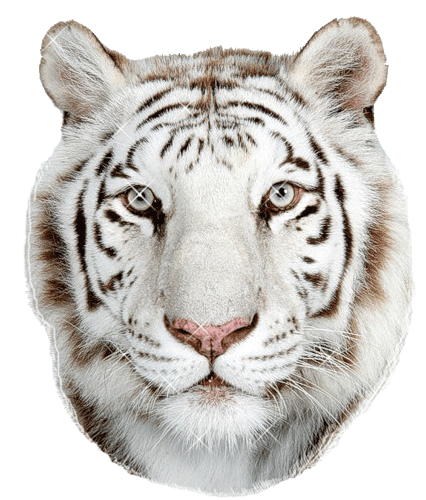 Открытки с белым тигром скачать. Открытки с белым тигром бесплатно.