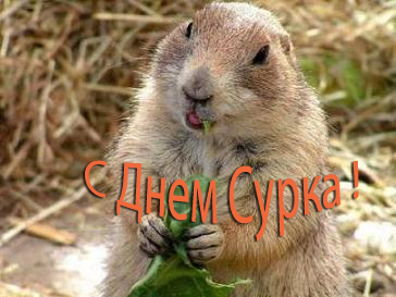 Скачать бесплатно открытки с днём сурка. Открытки с днём сурка Gif.