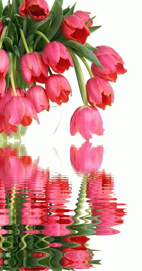 Нежные открытки с розовыми тюльпанами. Открытки с розовыми тюльпанами скачать.