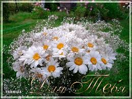 Открытки с букетом ромашек скачать бесплатно. Открытки с букетом ромашек онлайн.