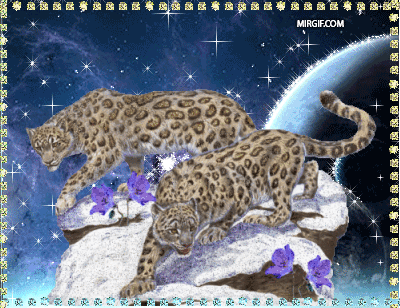 Открытки с леопардом скачать. Открытки с леопардом бесплатно.