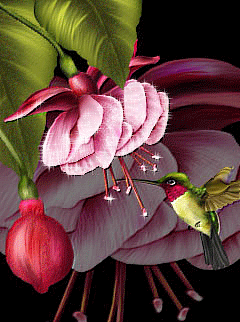 Анимационные открытки с фуксией. Открытки с фуксией скачать бесплатно.