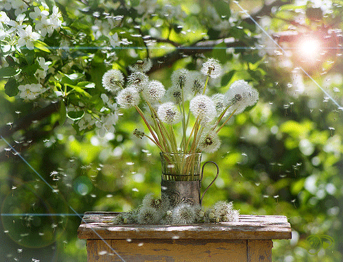 Открытки с белыми одуванчиками gif. Скачать открытки с белыми одуванчиками.