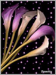 Открытки с каллами скачать бесплатно. Открытки с каллами онлайн.