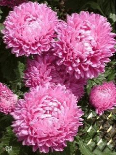 Открытки с хризантемами скачать бесплатно. Открытки с хризантемами онлайн.