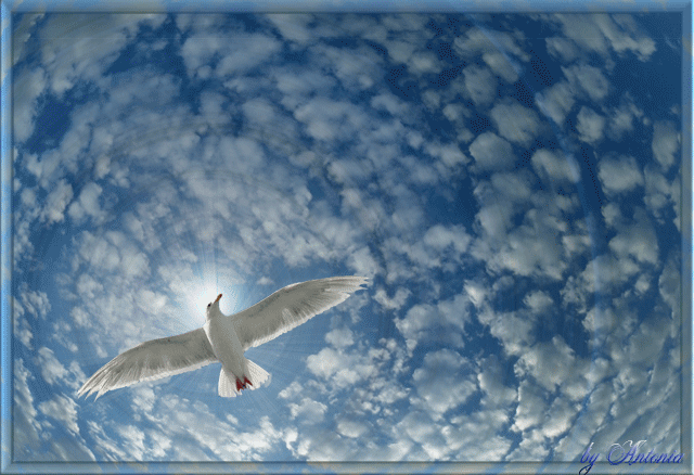 Открытки с парящими в небе птицами скачать бесплатно. Открытки с парящими в н...