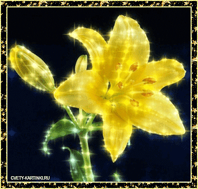 Открытки с желтыми лилиями gif. Открытки с желтыми лилиями скачать.
