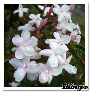 Открытки с цветами жасмина скачать. Открытки с цветами жасмина анимационные.