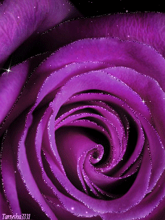 Открытки с фиолетовыми розами скачать бесплатно. Открытки с фиолетовыми розами онлайн.