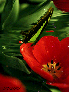 Открытки с красными тюльпанами скачать. Открытки с красными тюльпанами с аним...