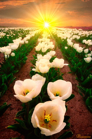 Открытки с полем тюльпанов анимационные. Открытки с полем тюльпанов gif.