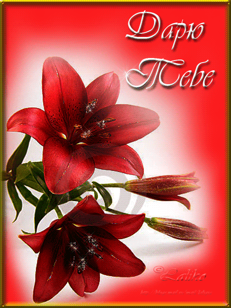 Открытки с красной лилией скачать. Анимационные открытки с красной лилией. 