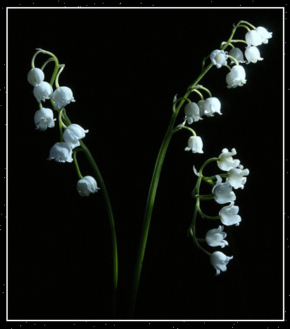 Открытки с ландышами скачать. Открытки с ландышами онлайн бесплатно.