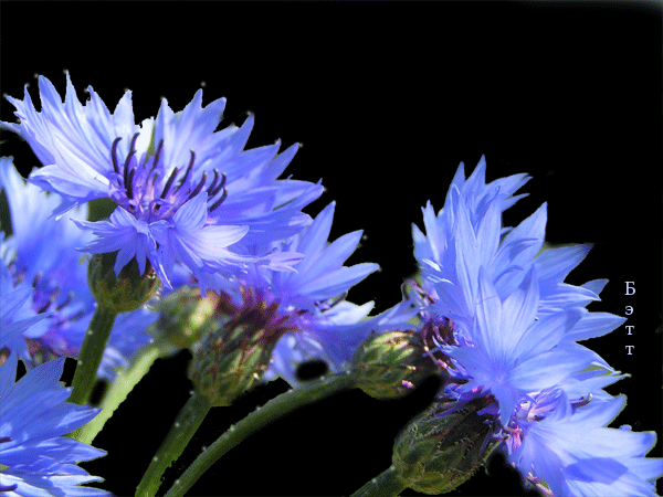 Открытки с букетом васильков скачать бесплатно. Открытки с букетом васильков ...