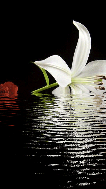 Открытки с белой лилией скачать бесплатно. Открытки с белой лилией gif.