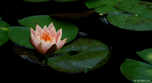 Открытки с лотосом анимационные. Блестящие открытки с лотосом.