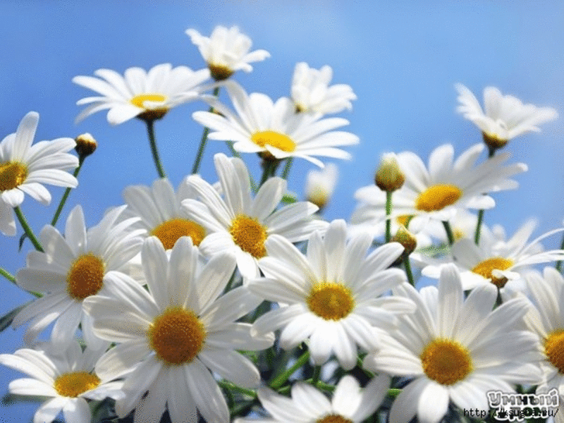 Открытки с ромашковым полем с анимациями. Открытки с ромашковым полем gif.