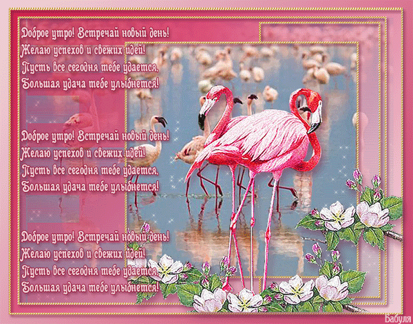 Открытки с фламинго с анимациями. Открытки с фламинго скачать.