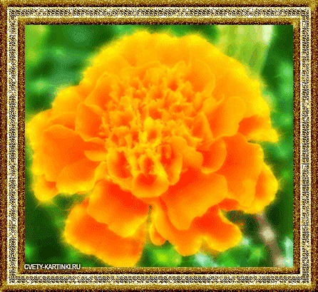 Открытки с бархатцами онлайн бесплатно. Открытки с бархатцами скачать.