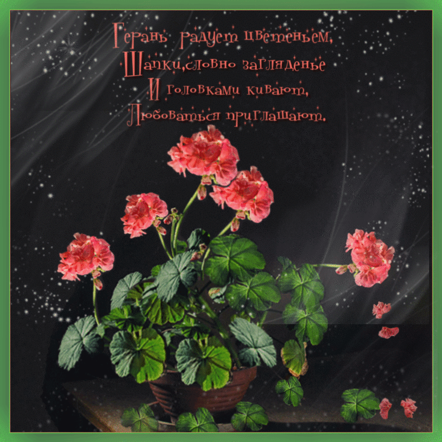 Открытки с геранью скачать бесплатно. Открытки с геранью онлайн.