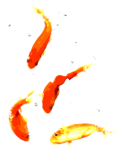 Открытки с рыбами скачать бесплатно. Открытки с рыбами gif. 