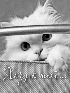 Открытки хочу к тебе gif. Анимационные открытки хочу к тебе.