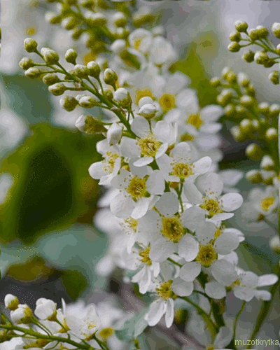 Открытки с белой сиренью анимационные. Открытки с белой сиренью gif.