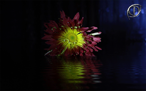 Открытки с хризантемами скачать бесплатно. Открытки с хризантемами онлайн.