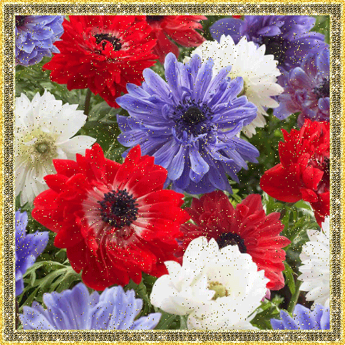 Открытки с анемонами скачать бесплатно. Открытки с анемонами онлайн.