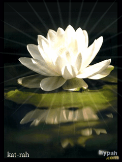 Открытки с водяными лилиями скачать бесплатно. Открытки с водяными лилиями он...