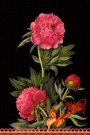 Открытки с пионами в саду скачать бесплатно. Открытки с пионами в саду онлайн.