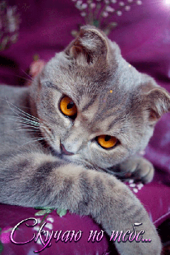  Открытки скучаю по тебе с признанием скачать бесплатно gif.