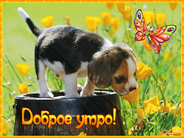 Анимационные открытки с собаками. Скачать бесплатно открытки с собаками.