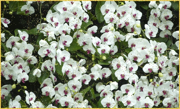 Открытки с белыми орхидеями скачать. Открытки с белыми орхидеями бесплатно он...