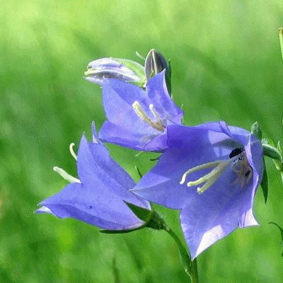 Открытки с колокольчиками онлайн бесплатно. Открытки с колокольчиками анимаци...