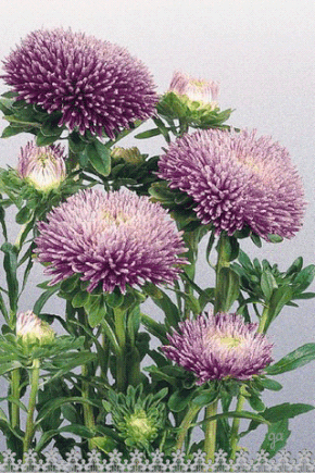 Открытки с астрами скачать бесплатно. Открытки с астрами онлайн.