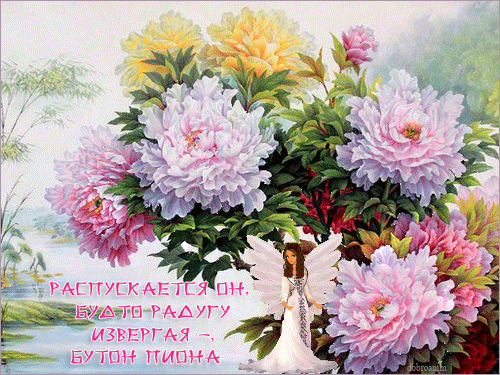 Открытки с пионами в саду скачать бесплатно. Открытки с пионами в саду онлайн.