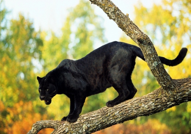 Открытки с пантерой скачать бесплатно. Открытки с пантерой gif.