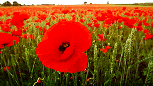 Открытки с маковым полем скачать бесплатно. Открытки с маковым полем онлайн.