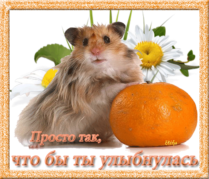 Скачать бесплатно открытки с хомяками. Открытки с хомяками gif.