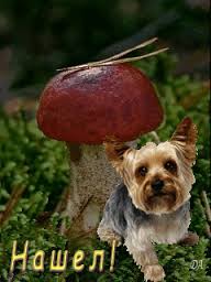 Открытки с лесными грибами скачать бесплатно. Открытки с грибами онлайн.