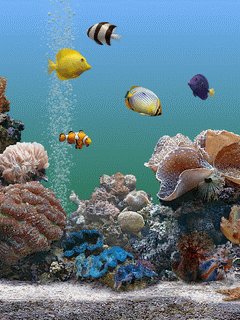 Открытки с подводным миром скачать. Открытки с подводным миром бесплатно.