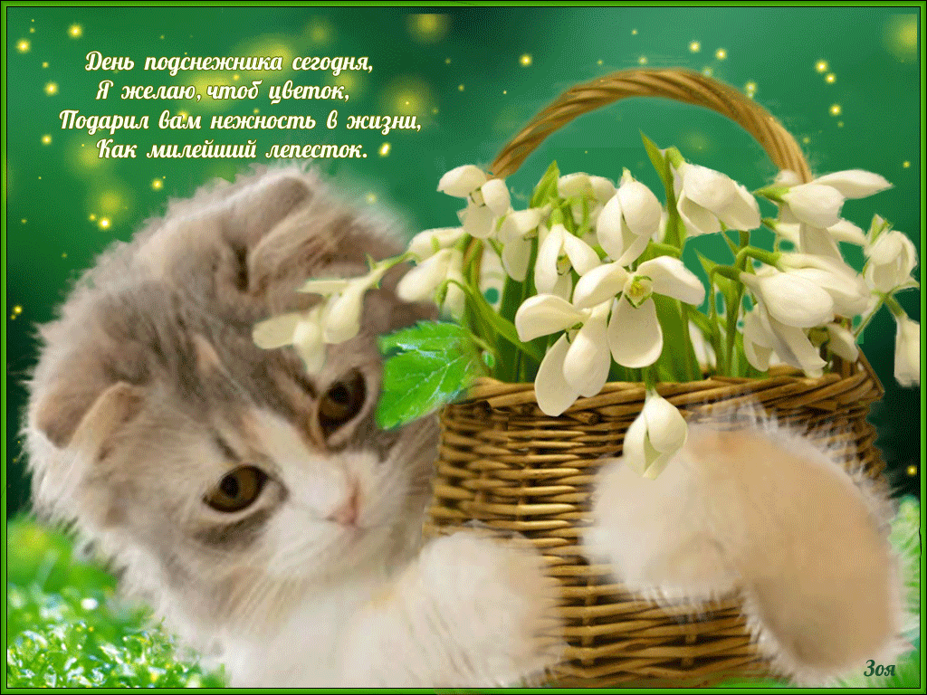 Открытки с днём подснежника gif. Открытки с днём подснежника скачать.