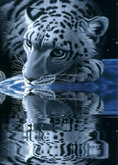 Открытки с белым тигром скачать. Открытки с белым тигром бесплатно.